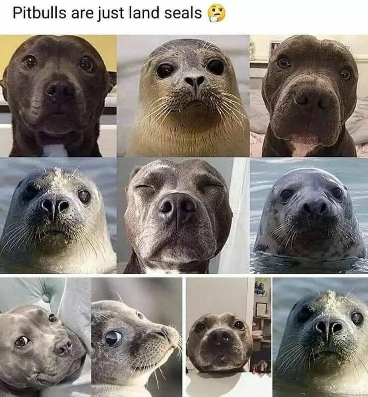 fun randoms - funny photos - pit bulls look like seals - Pitbulls are just land seals