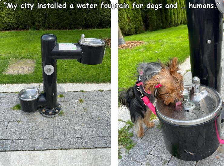 cool pics - dog - "My city installed a water fountain for dogs and... humans."