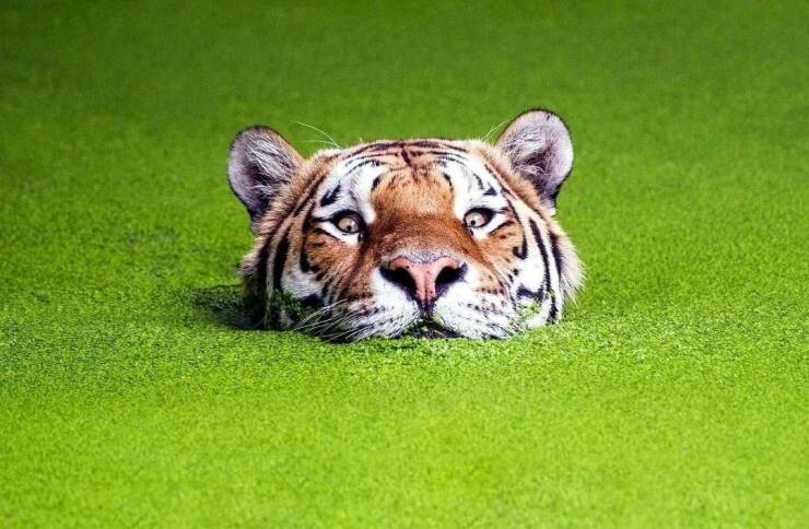 cool pics - funny tiger