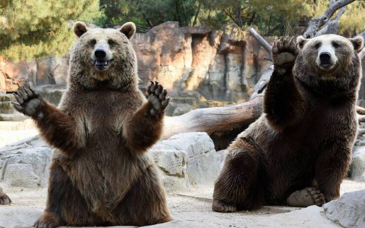 madrid zoo bears