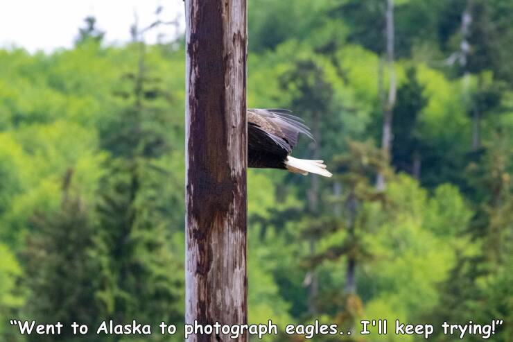 cool random pics - fauna - "Went to Alaska to photograph eagles.. I'll keep trying!"