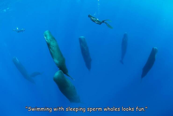 Images, Pictures, Memes - do sperm whales sleep -