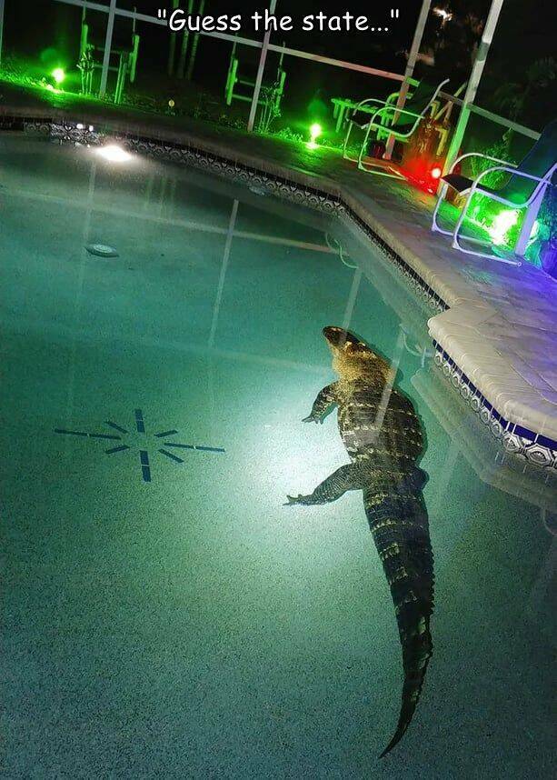 Images, Pictures, Memes - gator in pool florida -