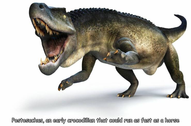 fun randoms - funny photos - Postosuchus, an early crocodilian that could run as fast as a horse