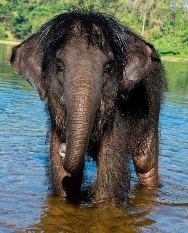 fun randoms - funny photos - asian elephant hair