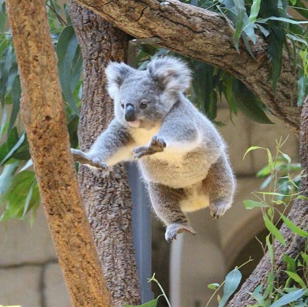 cool pics - koala meme - T