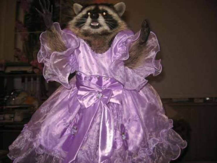 cool pics - raccoon in a dress meme
