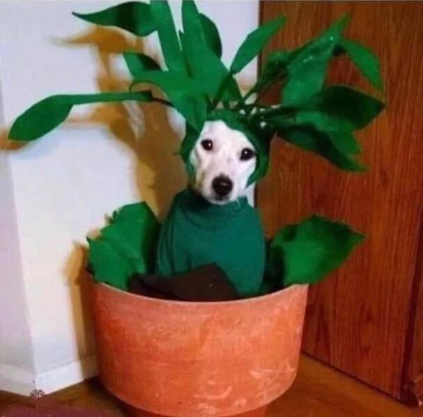 cool pics - dog in a plant pot