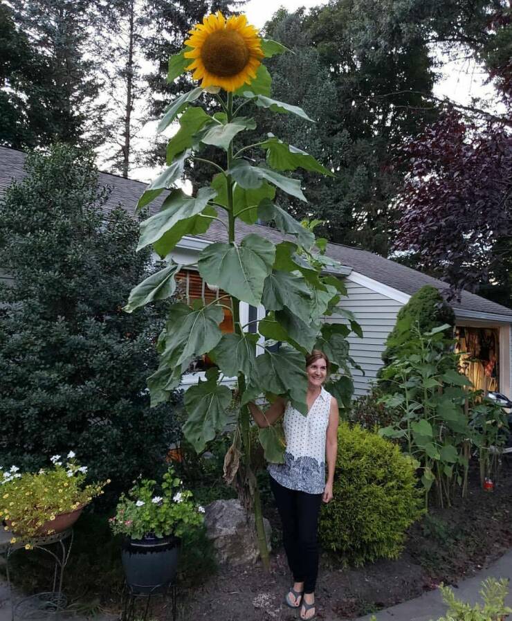 cool pics - giant sunflowers