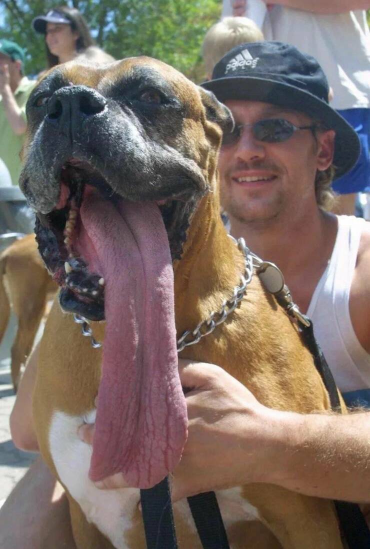 random photos - dog with long tongue