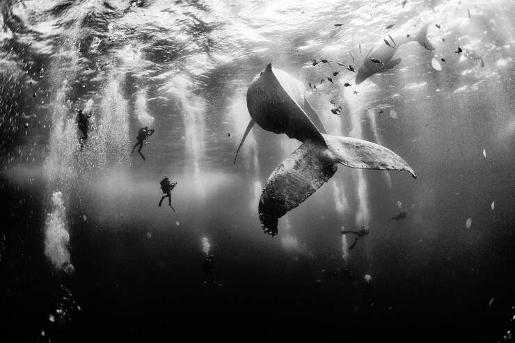 funny and cool pics - national geographic photo winners