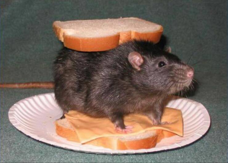 daily dose of random pics - rat sandwich meme