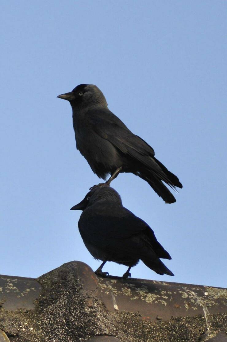 daily dose of random pics - bird stack