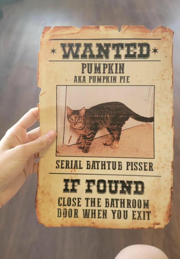 daily dose of random pics - label - Wanted Pumpkin Aka Pumpkin Pie Serial Bathtub Pisser If Found Close The Bathroom Door When You Exit