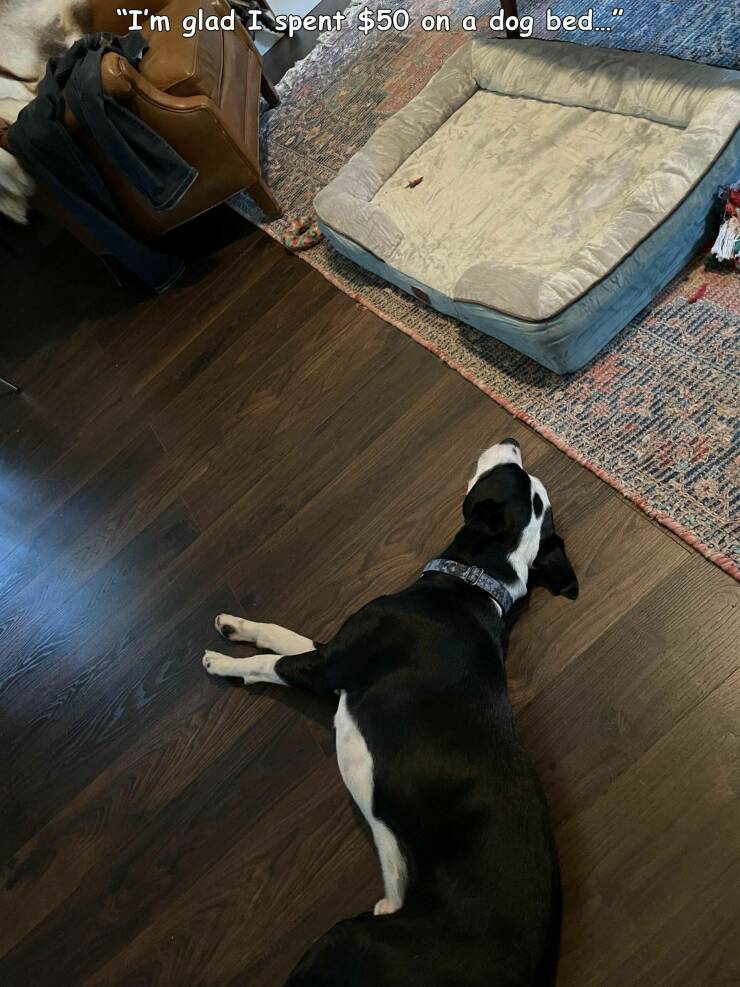 daily dose of random pics - floor - "I'm glad I spent $50 on a dog bed... W 11.24 Smanage Mar