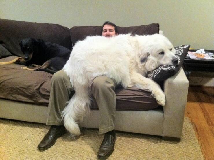 daily dose of randoms - big dogs think they are lap dogs