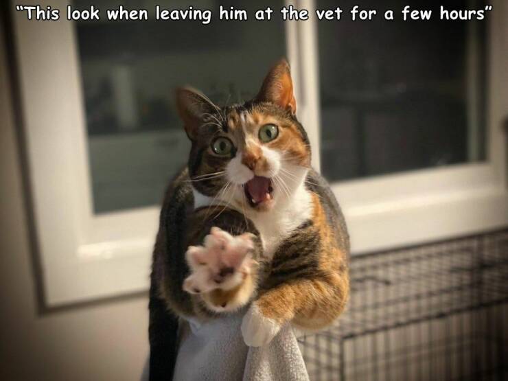 daily dose of randoms - photo caption - "This look when leaving him at the vet for a few hours"