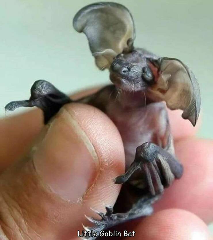 daily dose of randoms - goblin bat - Little Goblin Bat