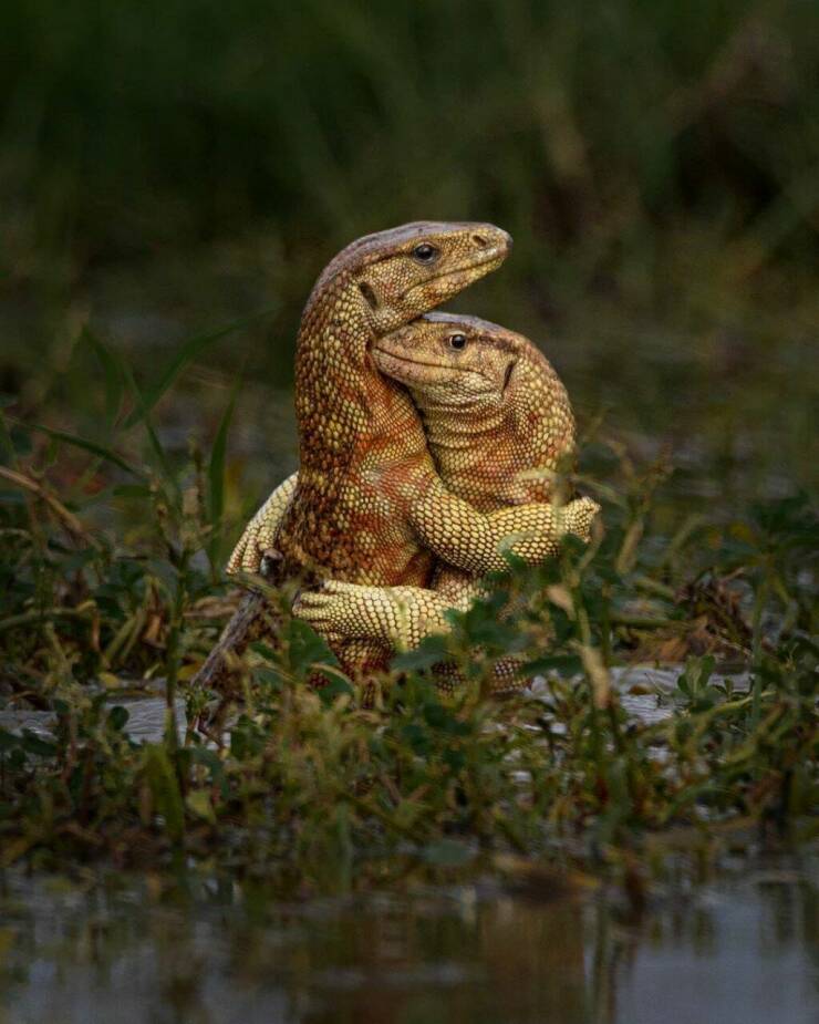 daily dose of randoms - monitor lizards hugging