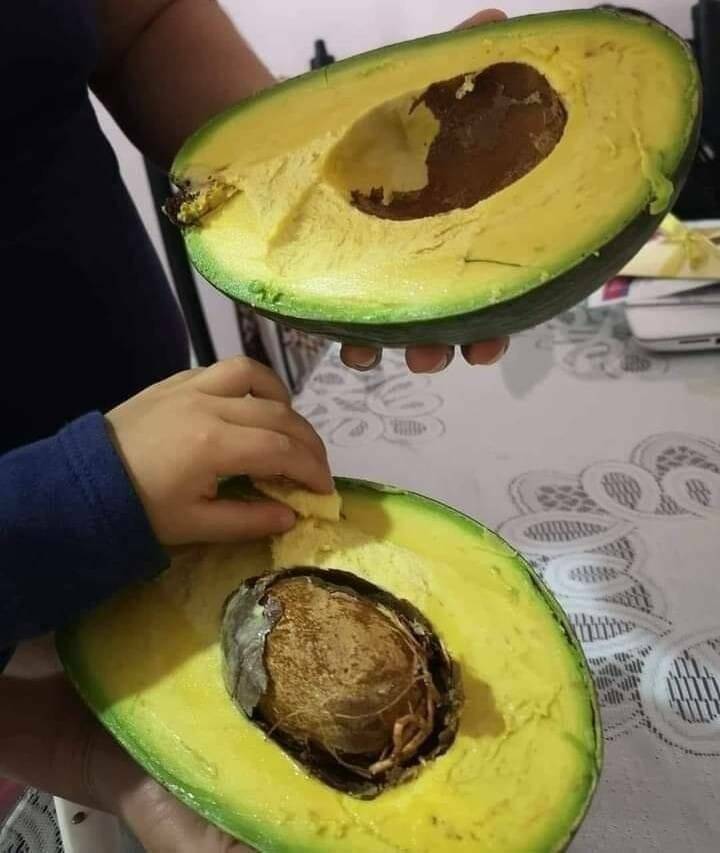 cool random pics - huge cuban avocado
