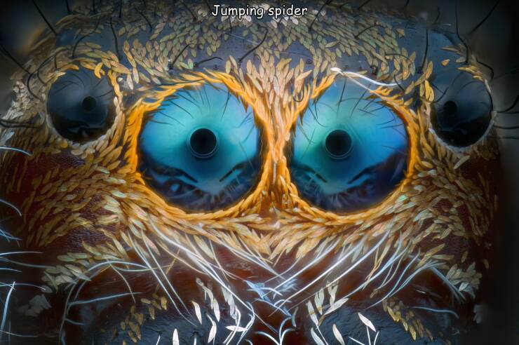 daily dose of pics and memes - close up - Jumping spider