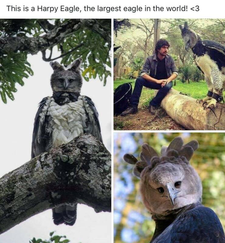 daily dose of pics and memes - parque forestal - This is a Harpy Eagle, the largest eagle in the world!