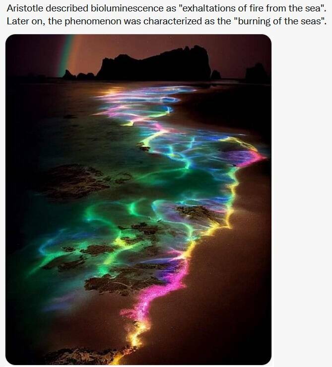 daily dose of pics and memes - heat - Aristotle described bioluminescence as "exhaltations of fire from the sea". Later on, the phenomenon was characterized as the "burning of the seas".