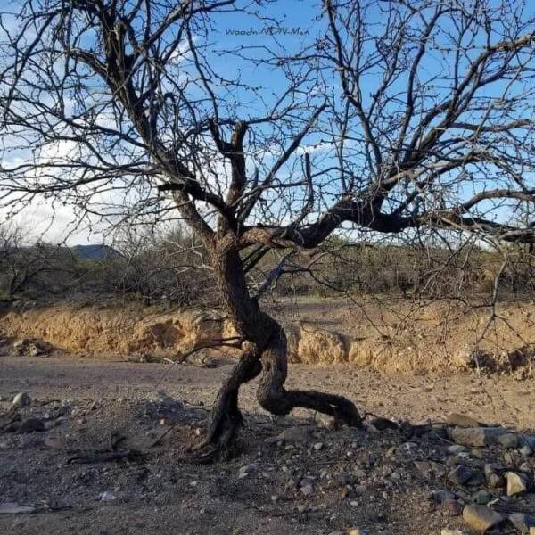 cool pics and photos daily dose - walking mesquite in the sonoran desert - Woadn NonM