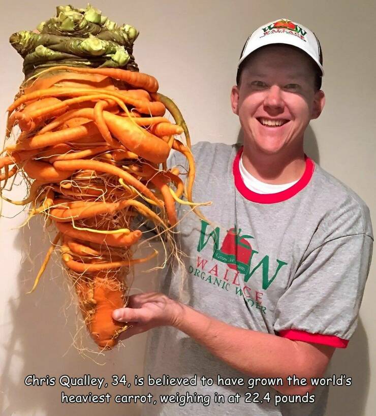 cool random pics and photos - largest carrot in the world - Han www W Grow vion Wall Organic W Chris Qualley, 34, is believed to have grown the world's heaviest carrot, weighing in at 22.4 pounds