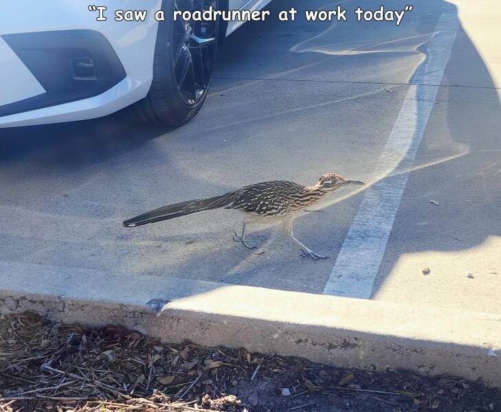 funny random pics and memes - fauna - "I saw a roadrunner at work today"