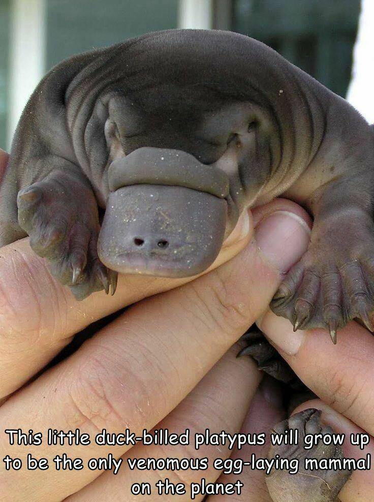 funny random pics and memes - bayi platypus - This little duckbilled platypus will grow up to be the only venomous egglaying mammal on the planet
