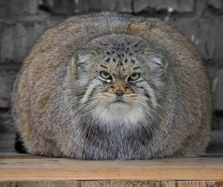 random photos for your daily dose - pallas cats - Nash P