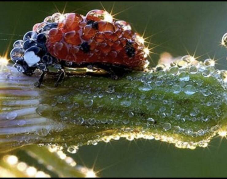 random photos for your daily dose - ladybug dew