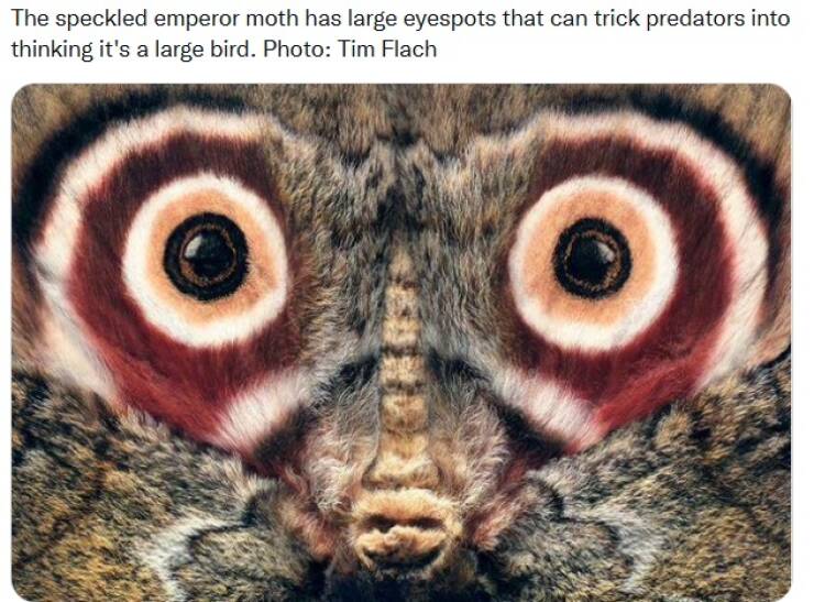 cool random pics - moth that looks like an owl - The speckled emperor moth has large eyespots that can trick predators into thinking it's a large bird. Photo Tim Flach And
