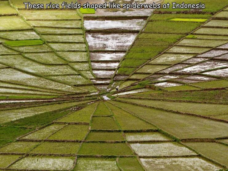 cool random pics - Lingko Spider Web Rice Fields - These rice fields shaped spiderwebs at Indonesia