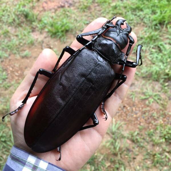 cool random pics - titan beetle