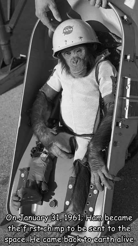 cool pics and photos - ham the space chimp - Nasa On ; Ham became the first chimp to be sent to the space. He came back to earth alive