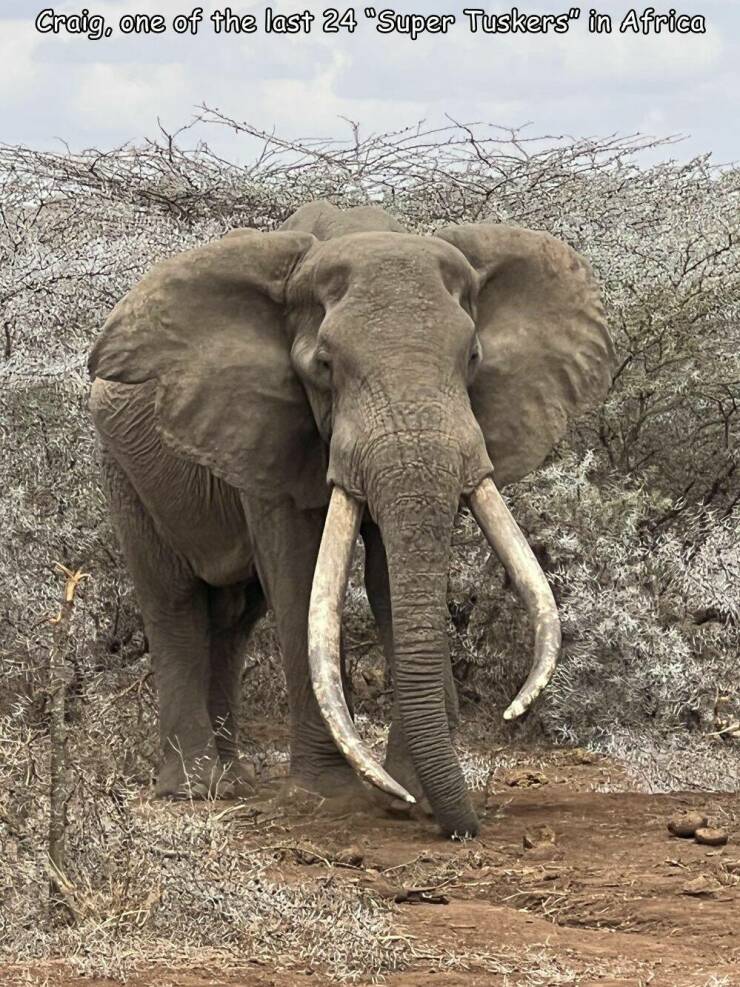 cool pics and photos - elephants and mammoths - Craig, one of the last 24 "Super Tuskers" in Africa