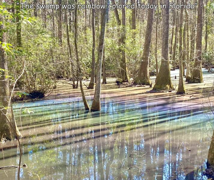 cool random pics - water - "The swamp was rainbow colored today in Florida Co Cove