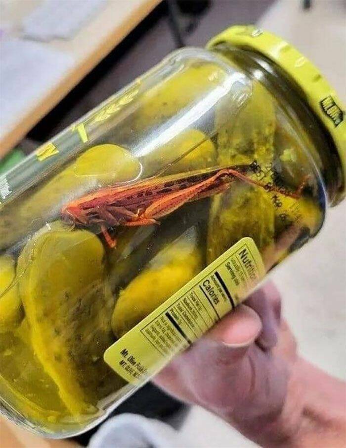 cool random pics -  grasshopper in pickles - inc Pester.Co Nutritio rally Sering.tw out w Calories Total P Sout Total Cheory 30 Pruler classions tant core Apant attat wit Mm De Publis Mtrens