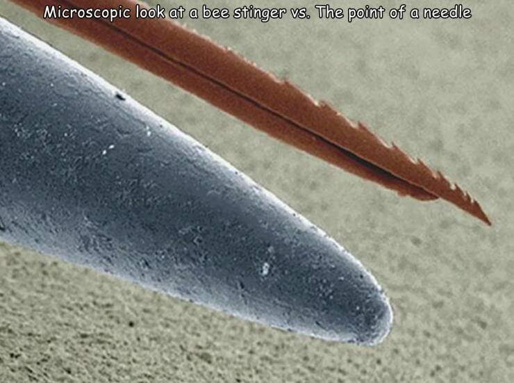 odd interesting and random pics - clumsy attempt of humans is once again beaten by the precision of nature - Microscopic look at a bee stinger vs. The point of a needle