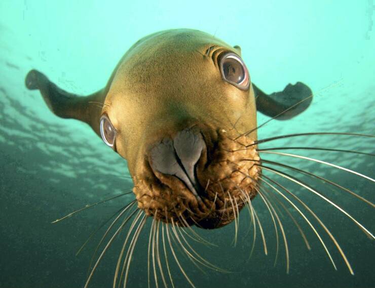 odd interesting and random pics - sea lion