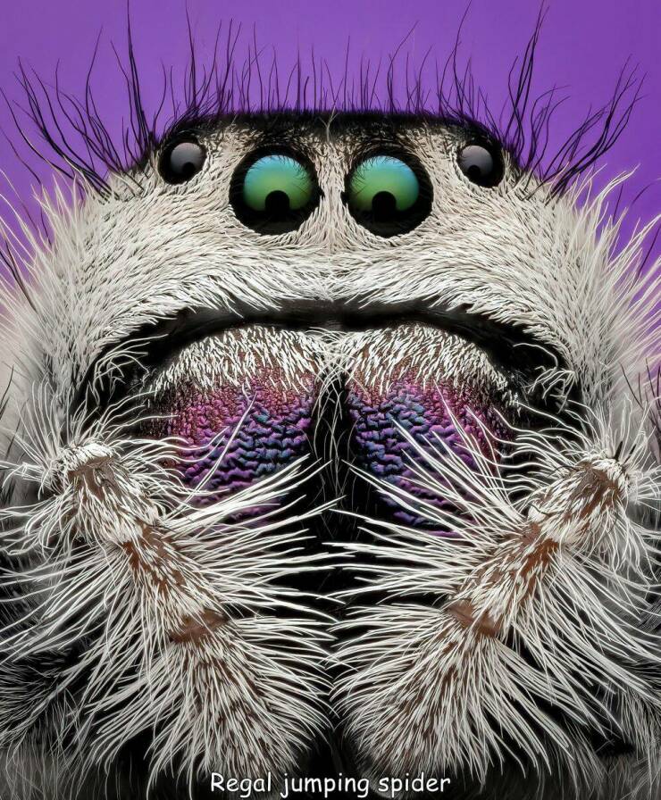 odd interesting and random pics - close up - Regal jumping spider