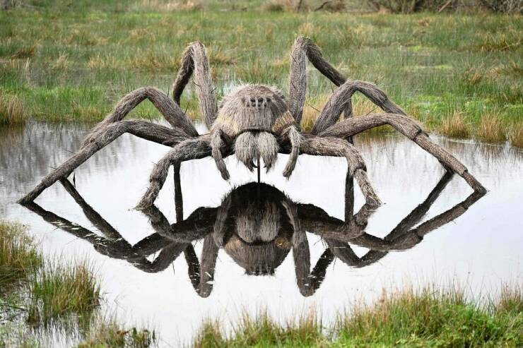 cool random pics - tarantula