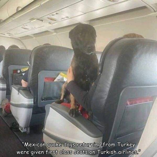 cool random pics - Dog - "Mexican quake dogs returning from Turkey were given first class seats on Turkish airlines.