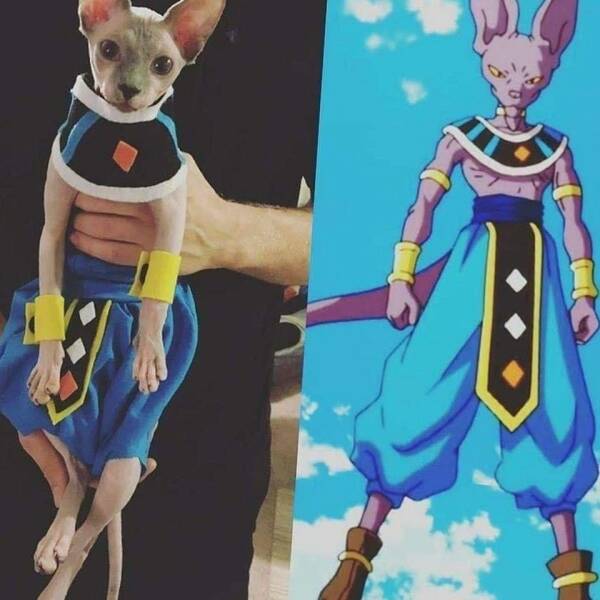 cool random pics - beerus dragon ball cat