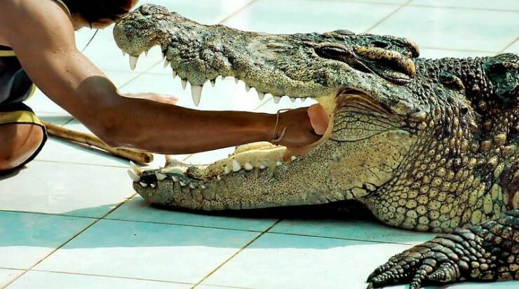 cool random pics - Crocodiles