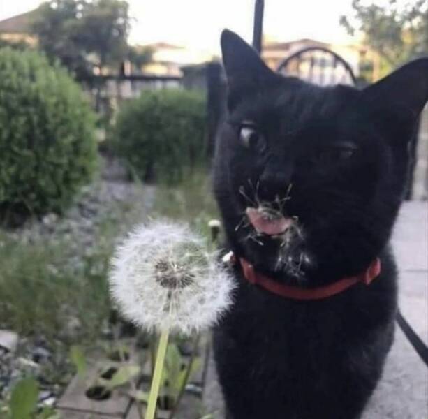 cool random pics - black cat eating dandelion