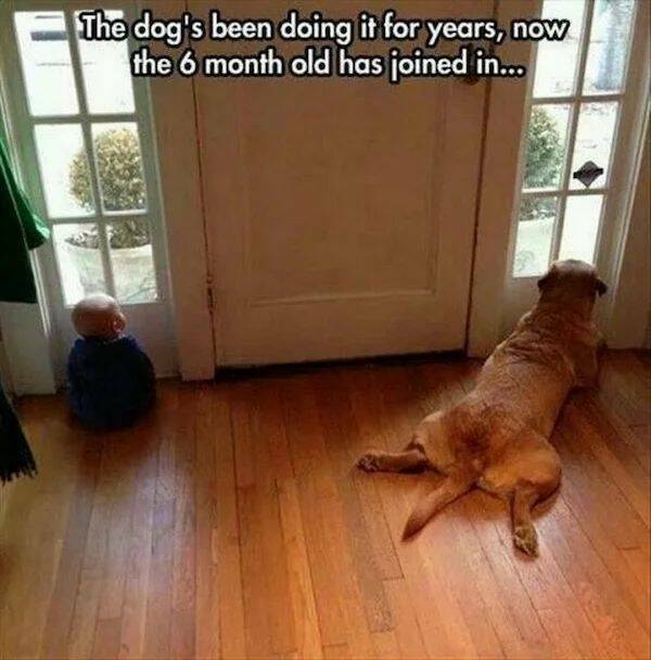 cool random pics - funny animals waiting - The dog's been doing it for years, now the 6 month old has joined in...