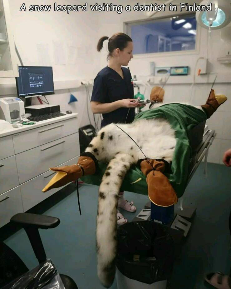 awesome random pics - Snow leopard - A snow leopard visiting a dentist in Finland Fre